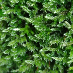 Hypnum cupressiforme