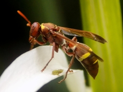Polistes badius