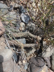 Pterocactus tuberosus