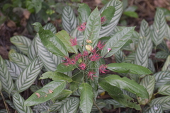 Pavonia multiflora