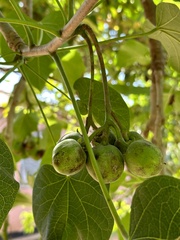 Jatropha curcas