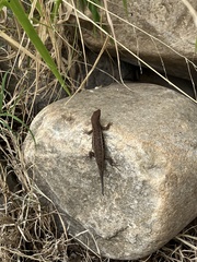 Trachylepis