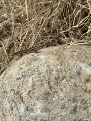 Trachylepis
