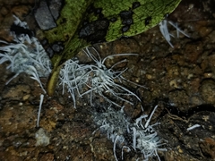 Flatidae