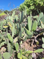 Opuntia