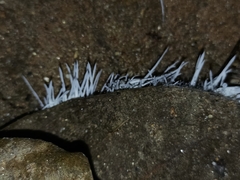 Flatidae