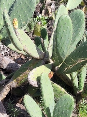 Opuntia