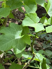Jatropha curcas