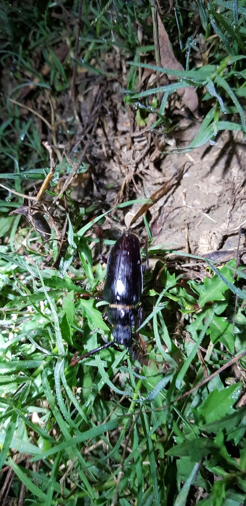 Prionus delavayi