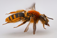 Andrena lagopus