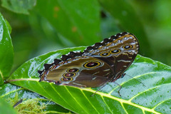 Morpho helenor macrophthalmus