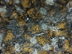 Flatidae