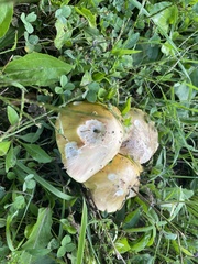 Gliophorus psittacinus