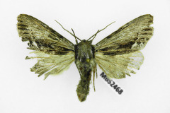 Hyppa rectilinea