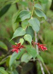 Cavendishia bracteata
