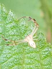 Thomisidae
