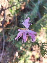 Dianthus broteri