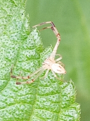 Thomisidae