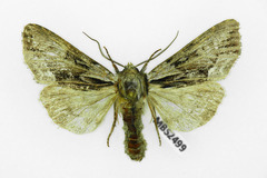 Hyppa rectilinea