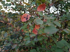 Amelanchier