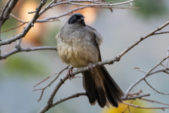 Pterorhinus perspicillatus