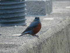 Monticola solitarius