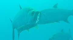Megalops atlanticus
