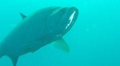Megalops atlanticus