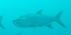 Megalops atlanticus
