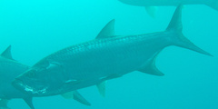 Megalops atlanticus