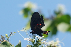 Parides montezuma