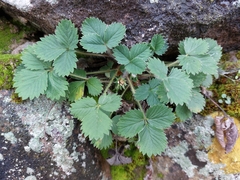Potentilla micrantha