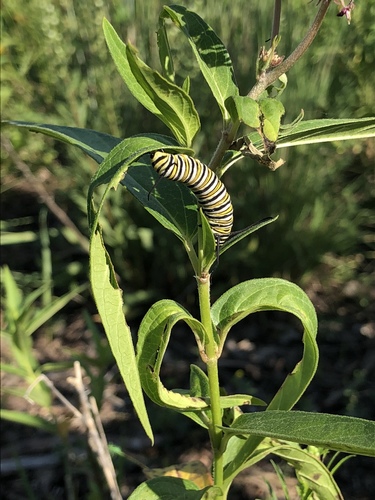 Monarch photographed in South Dakota