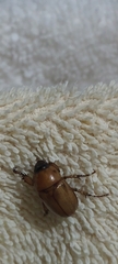 Cyclocephala signaticollis