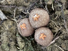 Calostoma japonicum