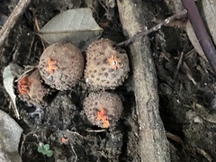 Calostoma japonicum
