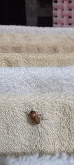 Cyclocephala signaticollis