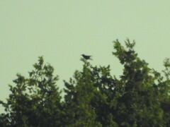 Corvus macrorhynchos