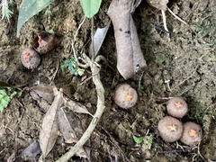 Calostoma japonicum
