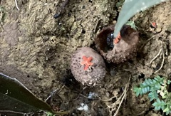 Calostoma japonicum