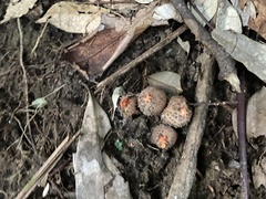 Calostoma japonicum