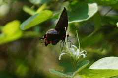 Parides montezuma