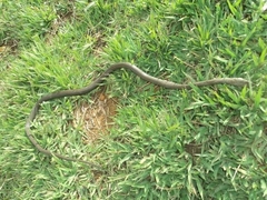 Mastigodryas danieli