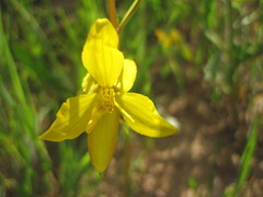 Cyanella