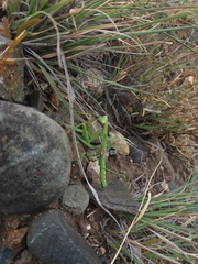 Coptopteryx gayi