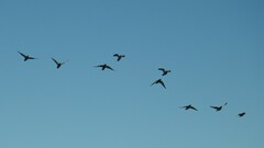 Columba livia domestica