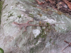 Anolis scypheus
