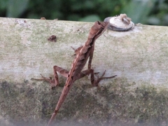 Anolis scypheus