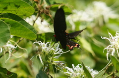 Parides montezuma
