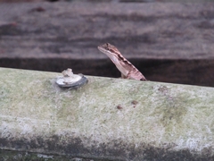 Anolis scypheus